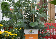 En altijd gewild is de Eucalyptus van Evanthia. Hij wordt gebruikt voor in de pot en voor snijdecoratie verteld Marvin.